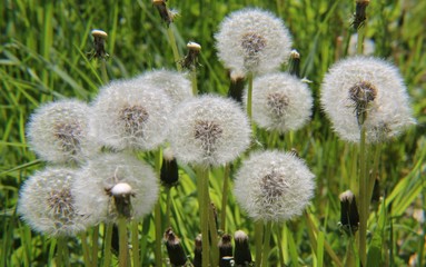 White Dandelions