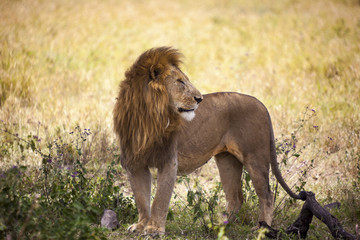 Mating Lions. 