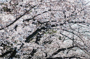 Sakura a Tokyo