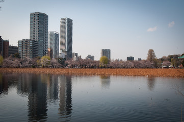 Fototapeta na wymiar Sakura a Tokyo