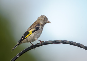 Greenfinch (Carduelis chloris) - juvenile, Norwich , Norfolk, England