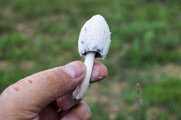 Fungi growing in natural environment, organic natural mushroom formed in animal feces
