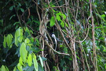 Asian paradise flycatcher or Blyth's paradise flycatcher (Terpsiphone affinis procera) in Simeulue island, Indonesia