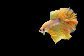 fighting fish