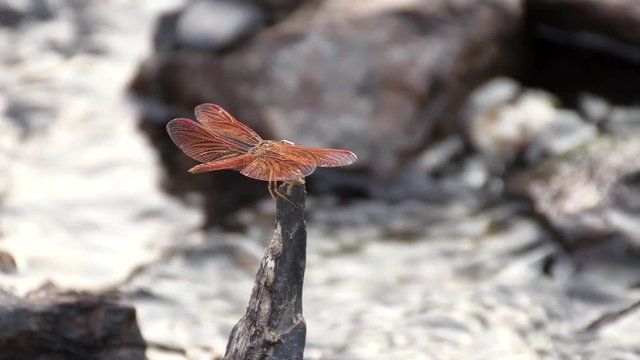 Dragonfly landing on a twig near a pond