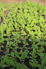 Fototapeta premium seedling 