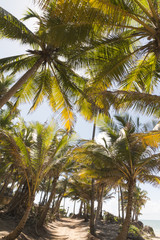Obraz premium Coqueirinho beach, Conde (PB), Brazil