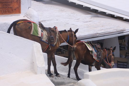 des ânes qui descendent l'escalier à Santorin