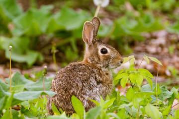 SPRING BUNNY  4
