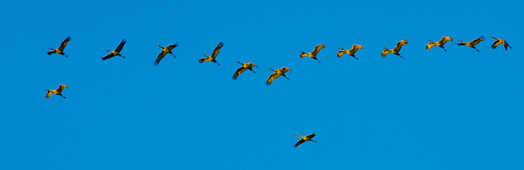 A flock of sandhill cranes (Antigone canadensis) flying over Potato Creek State Park in North Liberty, Indiana