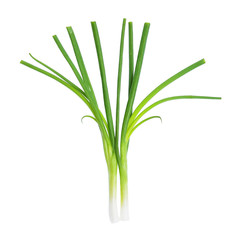 Spring onion isolated on the white background