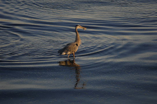 Blue Heron with newly caught fiah
