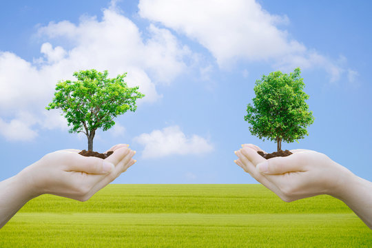 Ecology concept Human hands holding big plant with on blurred World Environment Day