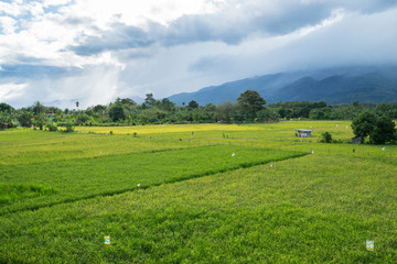 View of traditional paddy field during stormy sunset in Tenom, Sabah, Malaysia.