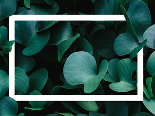 Background green leaf with white frame