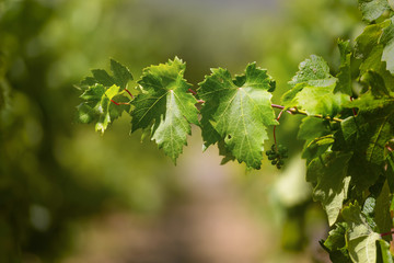 Isolated grape vine branch, grapes ripening in summer