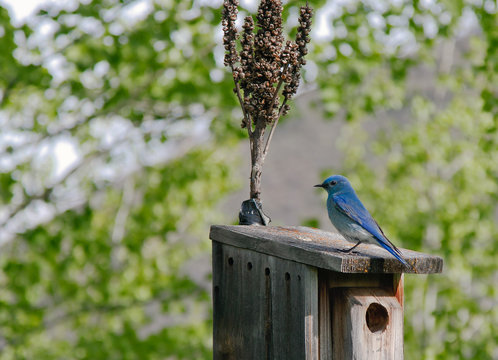 Mountain Blue Bird Perched On A Birdhouse.