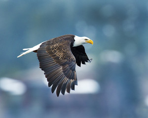 Bald Eagle cruising