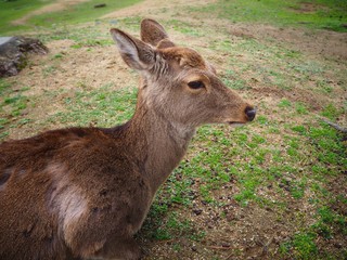 A Dear at Nara , Japan