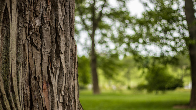 tree