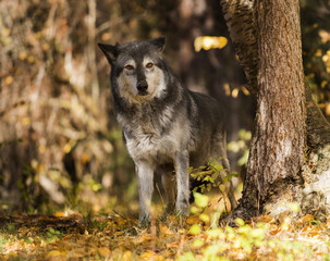 Forest Wolf