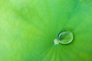 Drop water on the lotus leaf