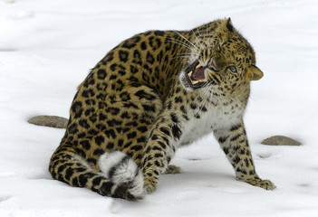 Amur Leopard in Winter