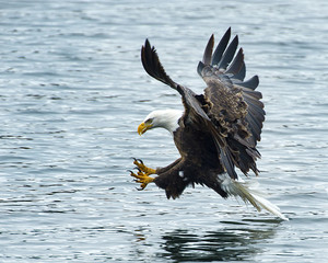 Bald Eagle Feeding
