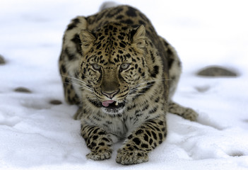 Amur Leopard in Snow