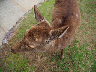 A Dear at Nara , Japan