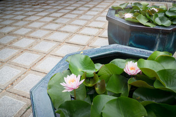 Indian Lotus Nucifera Flower Bloom