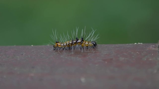 Slow motion Selepa celtis Caterpillar crawling in the wild between the trees of mountain Taiwan. Slow-mo a hairy and ugly caterpillar at forest of Manyueyuan, national recreation area Xinbei-Dan