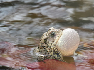 Croaking frog