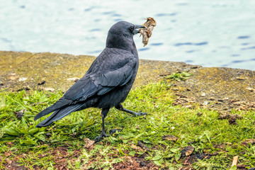 Crow with Scrap Crow with object in mouth green grass and water background