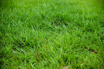 green grass backgrounds