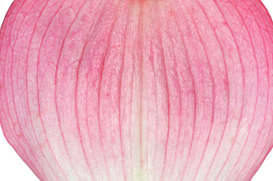 macro view of pink flower petal texture background