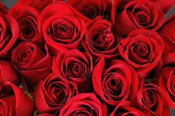 fresh red roses in a bouquet as background