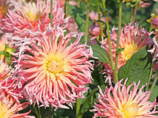 Dahlien,Dahlias