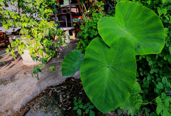 Green Caladium leaf, Wetlands, A green background that looks fresh and refreshing