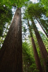 Looking up into the Redwoods