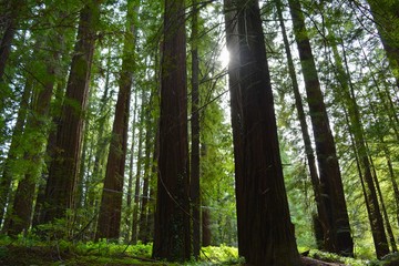 Redwood Landscape in Afternoon Light