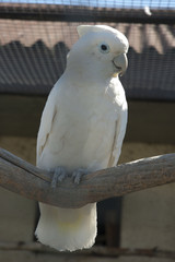 White cockatoo