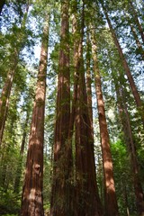 Redwood Forest California