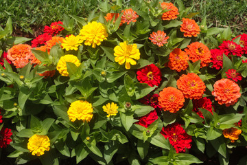 Yellow and red flower background 
