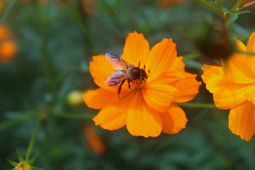 Bee on Orange colour  flower 