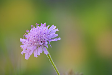 wild flowers on a field in summer
