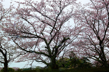 風土記の丘の桜