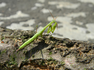 Green mantis in the nature, close           