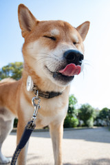 柴犬 shibainu