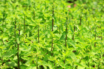 Fototapeta na wymiar Japanese peppermint, herb garden